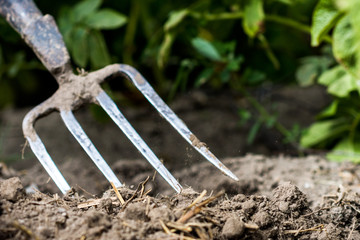 Pitchfork in the garden, in the soil in farmland, agriculture tool, work concept