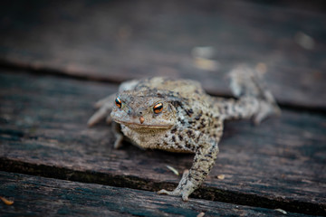 frog on the wood