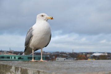 Close-up, sea gull in the city. Wildlife in an urban setting.