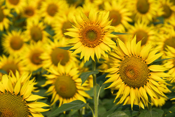 Wild sunflowers outside in an open field facing the viewer.