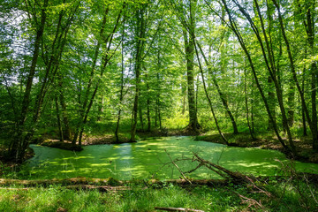 Fontainebleau forest landscape, France