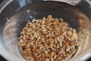 Sprossen Weizen Dinkel 