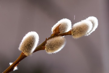 pussy willow branch