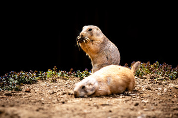 Black-tailed prairie dog