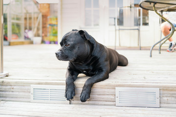 Staffordshire Bull Terrier dog with his front paws hanging over the edge of a step in decking.