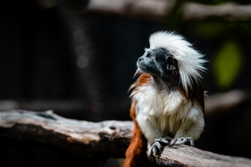 Cotton-top tamarin