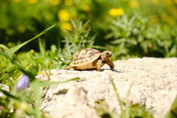 wild little turtle catching sun in the rock