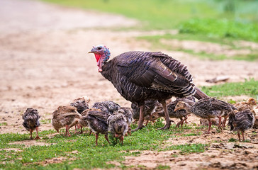 Old farm. On the street family turkey. Ukraine, Kharkiv region. Color image. Horizontal frame.
