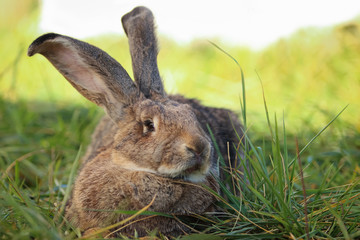 Big gray rabbit