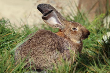 Big gray rabbit