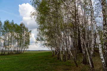 Wiosenne Podlasie. Wiosna w Dolinie Narwi. Podlaskie wierzby, Polska