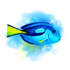 Blue tang fish on abstract blue background, isolated, hand drawn watercolor.