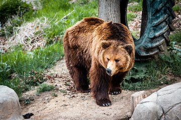 Fototapeta na wymiar Kamchatka brown bear