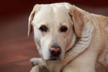 Dog breed Labrador Retriever