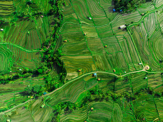 Aerial top view of paddy rice terraces, green agricultural fields in countryside or rural area of Jatiluwih. Aerial top view photo from flying drone