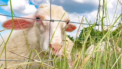 Wildlife, Farm, Germany - A lovely young sheep lives in a pasture behind a wire fence near Marburg...