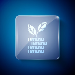 White Dollar plant icon isolated on blue background. Business investment growth concept. Money savings and investment. Square glass panels. Vector Illustration