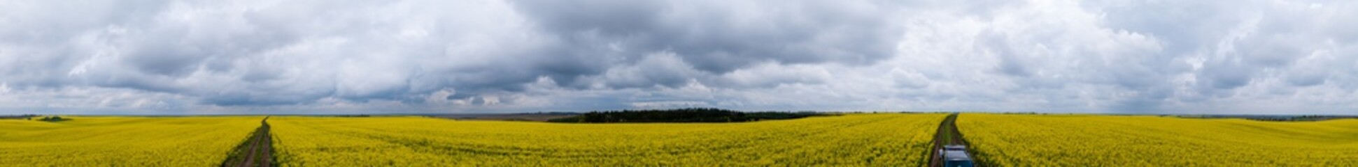 Rapeseed field in Ukraine panorama