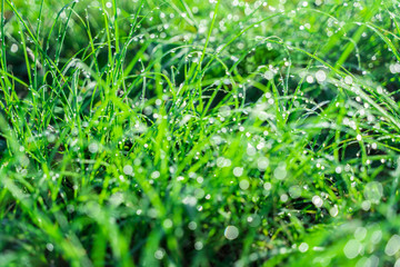 Natural green Eco background of grass in the dew. Dewdrops on the green grass glow in the morning sun. Beautiful bokeh.
