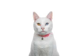 Close up portrait of a white cat with heterochromia, odd eyes, wearing a pink collar with bell. Looking directly at viewer with curious expression.