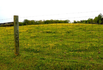 Fototapeta na wymiar Pasture Fence