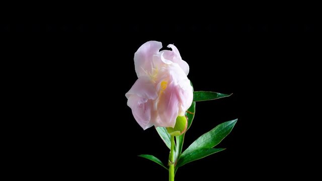 Beautiful pink peony flower time lapse blooming on black background with no people. 