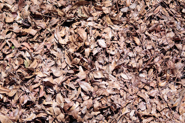 Dry leaves close up. 