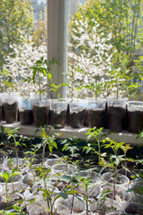 potted seedlings. family in plastic cups. Tomato and pepper seedlings together on the window