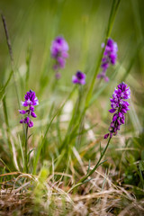 Polygala vulgaris