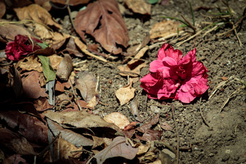 Pink flower close up. Colorful.