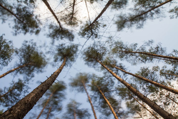 Pine trees in a forest seen upwards against a blue sky with some white clouds, long exposure making the movement of the top of the trees visible