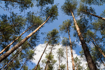 Pine trees in a forest seen upwards against a blue sky with some white clouds