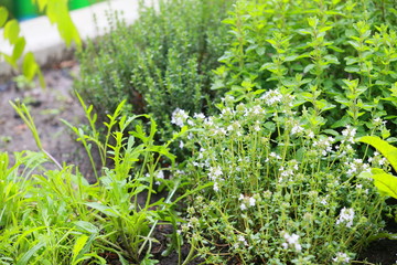 Frische Pflanzen im Blumenbeet