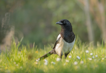 Elster im Gras 2