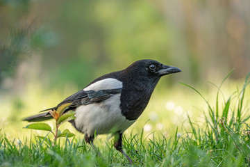 Elster im Gras 1