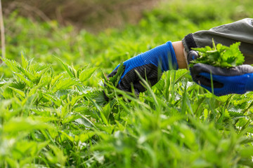 Farmer lady picking nettles.
