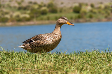 Duck on grass.