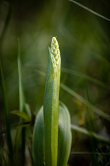 orchid before blooming