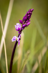 Orchis militaris