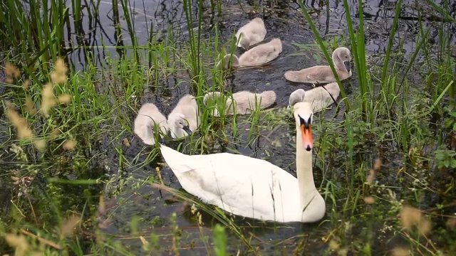 Swan family with little young chiks floating on water in a pond in the reeds.