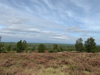 Wacholder in der Lüneburger Heide