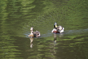 duck on the lake