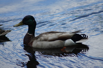 duck on the lake