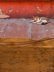A cat lying on a tin roof of an old building in Istanbul Turkey