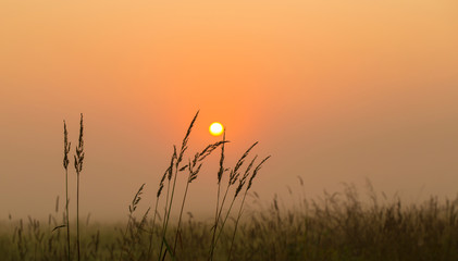 Hight grass in a sunrise sun with foggy background