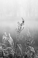 Reeds in fog. River bank in morning mist. Black white photo