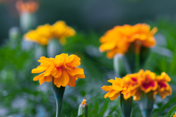 yellow flowers in the garden