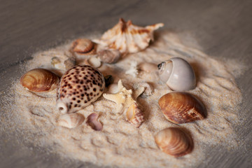 Closeup of composition of exotic seashells and starfish on sand