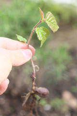 Kleine Eiche, Baum entsteht aus Nuss