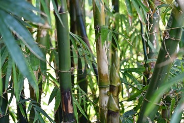 Fototapeta na wymiar Bamboo stems close up in sunny day